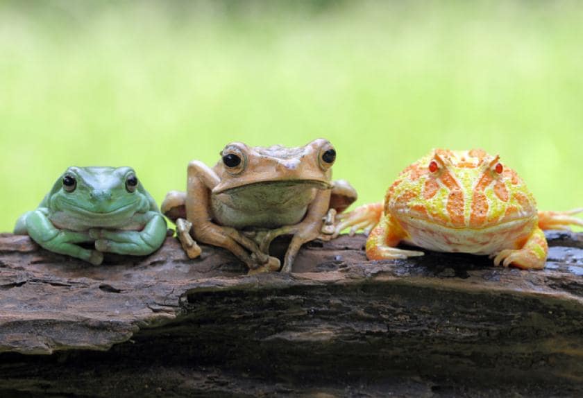 Best Frogs for First Time Frog Owners PetMD